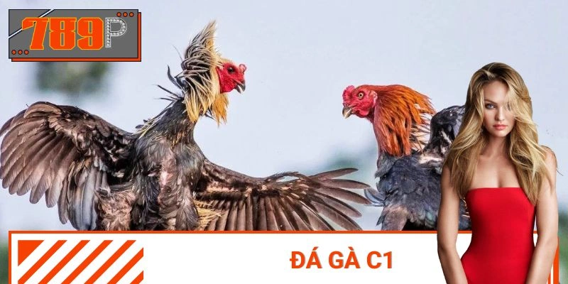 Đá Gà C1 - Cuộc So Tài Khẳng Định Bản Lĩnh Chiến Kê