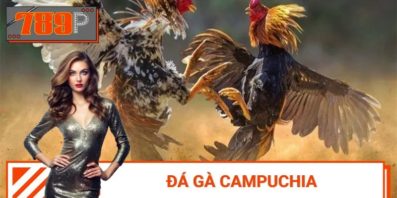 Đá Gà Campuchia - Mãn Nhãn Trong Từng Cú Đá Đẳng Cấp