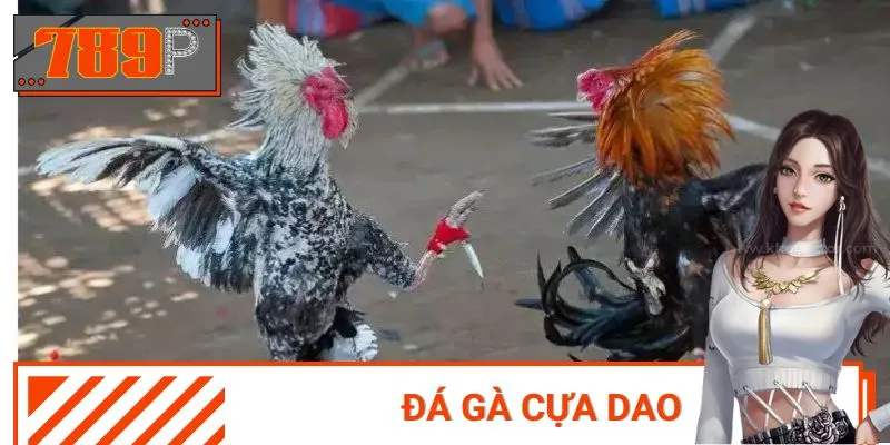 Đá Gà Cựa Dao - Hình Thức Giải Trí Không Thể Bỏ Qua Tại 789P