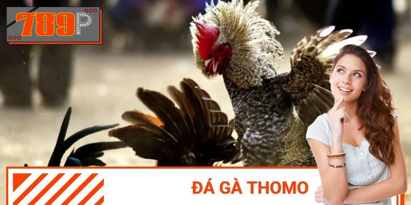 Đá Gà Thomo - Kết Hợp Giải Trí Cùng Cơ Hội Kiếm Tiền