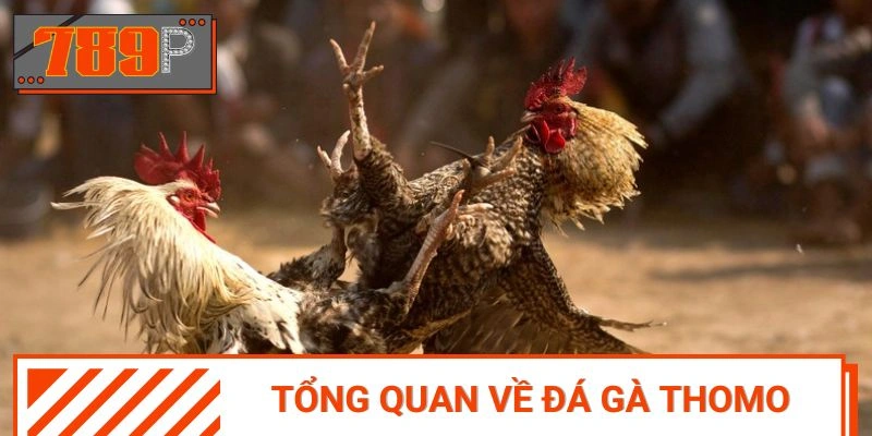 Khái quát thêm nữa về thể loại đấu chiến kê Thomo
