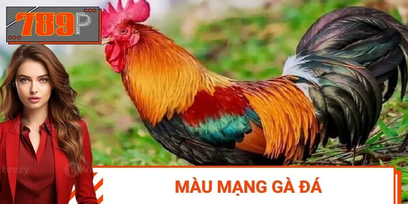 Bật Mí Tuyệt Chiêu Chọn Màu Mạng Gà Đá Chuẩn Xác Hôm Nay