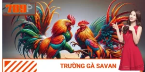 Trường Gà Savan - Tụ Điểm Của Nhiều Trận Đấu Kịch Tính